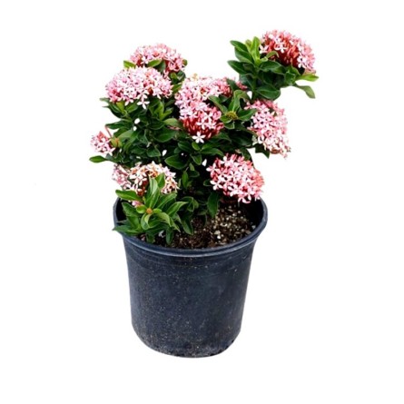 Ixora Mini Pink